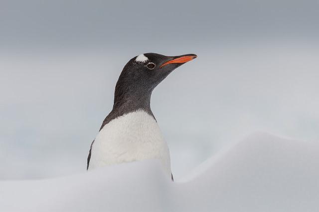 130 Antarctica, Neko Harbor, ezelspinguin.jpg